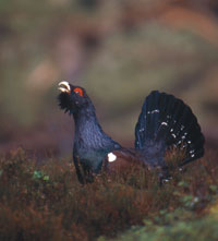Scottish Highland Capercaillie and young at Highland  wildlife holidays Scotland